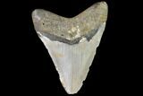 Large, Fossil Megalodon Tooth - North Carolina #108947-2